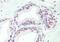 TATA-Box Binding Protein Associated Factor 1 antibody, NBP1-77847, Novus Biologicals, Immunohistochemistry paraffin image 