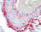 Rho Associated Coiled-Coil Containing Protein Kinase 2 antibody, 51-544, ProSci, Immunohistochemistry frozen image 