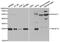 TNF Superfamily Member 12 antibody, abx004328, Abbexa, Western Blot image 