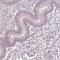 Aquaporin 8 antibody, HPA046259, Atlas Antibodies, Immunohistochemistry frozen image 
