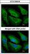 Protein Phosphatase 1 Catalytic Subunit Gamma antibody, GTX105618, GeneTex, Immunofluorescence image 