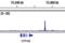 Aryl hydrocarbon receptor nuclear translocator antibody, 5537T, Cell Signaling Technology, Chromatin Immunoprecipitation image 