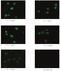 Podoplanin antibody, MA5-18054, Invitrogen Antibodies, Immunofluorescence image 