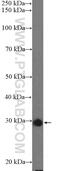 Kinetochore Localized Astrin (SPAG5) Binding Protein antibody, 26189-1-AP, Proteintech Group, Western Blot image 