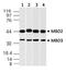 Methyl-CpG Binding Domain Protein 3 antibody, M02571, Boster Biological Technology, Western Blot image 