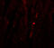 Autophagy Related 13 antibody, A02874, Boster Biological Technology, Immunofluorescence image 