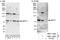 DnaJ Heat Shock Protein Family (Hsp40) Member C2 antibody, NBP2-12802, Novus Biologicals, Immunoprecipitation image 