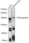 Multidrug resistance protein 1 antibody, 14-654, ProSci, Western Blot image 
