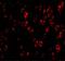 C1q And TNF Related 4 antibody, GTX85504, GeneTex, Immunofluorescence image 