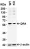 TNF Receptor Superfamily Member 10a antibody, GTX28414, GeneTex, Western Blot image 
