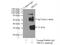 Three Prime Repair Exonuclease 1 antibody, 24876-1-AP, Proteintech Group, Immunoprecipitation image 