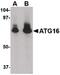 Autophagy Related 16 Like 1 antibody, PA5-20482, Invitrogen Antibodies, Western Blot image 