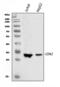 Cyclin Dependent Kinase 2 antibody, PB9534, Boster Biological Technology, Western Blot image 