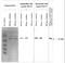 Enolase 2 antibody, orb109170, Biorbyt, Western Blot image 