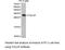 Toll Interacting Protein antibody, LS-C193106, Lifespan Biosciences, Western Blot image 