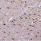 Cytochrome C Oxidase Assembly Factor COX18 antibody, NBP2-30593, Novus Biologicals, Immunohistochemistry frozen image 