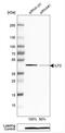 Interleukin Enhancer Binding Factor 2 antibody, NBP1-82586, Novus Biologicals, Western Blot image 