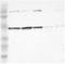 Integrator Complex Subunit 6 antibody, NBP1-88029, Novus Biologicals, Western Blot image 