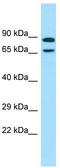 POF1B Actin Binding Protein antibody, TA331350, Origene, Western Blot image 