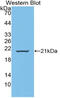 Wnt Family Member 11 antibody, abx128891, Abbexa, Western Blot image 