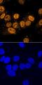 Programmed Cell Death 4 antibody, AF7019, R&D Systems, Immunofluorescence image 