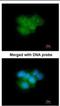 Calbindin 2 antibody, NBP1-32244, Novus Biologicals, Immunofluorescence image 