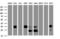 Palmitoyl-Protein Thioesterase 1 antibody, LS-C175416, Lifespan Biosciences, Western Blot image 