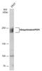 Period Circadian Regulator 1 antibody, GTX128966, GeneTex, Western Blot image 