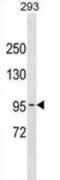 DNA Polymerase Kappa antibody, abx031322, Abbexa, Western Blot image 