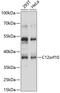Chromosome 12 Open Reading Frame 10 antibody, 15-644, ProSci, Western Blot image 