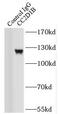 Coiled-Coil And C2 Domain Containing 1B antibody, FNab01336, FineTest, Immunoprecipitation image 