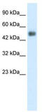 Glial Cells Missing Transcription Factor 1 antibody, TA330093, Origene, Western Blot image 