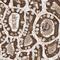 Glutathione S-Transferase Kappa 1 antibody, NBP1-89726, Novus Biologicals, Immunohistochemistry frozen image 
