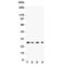 RAB3C, Member RAS Oncogene Family antibody, R31403, NSJ Bioreagents, Western Blot image 