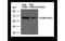 66 kDa neurofilament protein antibody, MBS835849, MyBioSource, Western Blot image 