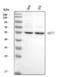 Keratin 7 antibody, A02416-2, Boster Biological Technology, Western Blot image 