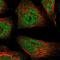 WSC Domain Containing 2 antibody, NBP1-93622, Novus Biologicals, Immunofluorescence image 