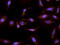 Aldehyde Dehydrogenase 5 Family Member A1 antibody, 42-676, ProSci, Immunohistochemistry frozen image 