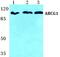 ATP Binding Cassette Subfamily G Member 1 antibody, PA5-75481, Invitrogen Antibodies, Western Blot image 