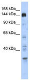 Period Circadian Regulator 2 antibody, TA345366, Origene, Western Blot image 