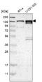 Protocadherin Gamma Subfamily A, 2 antibody, NBP2-68580, Novus Biologicals, Western Blot image 