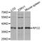 Replication Factor C Subunit 2 antibody, abx005876, Abbexa, Western Blot image 