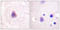 Arrestin Beta 1 antibody, LS-C117626, Lifespan Biosciences, Immunohistochemistry paraffin image 