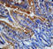 C-X3-C Motif Chemokine Ligand 1 antibody, LS-C312567, Lifespan Biosciences, Immunohistochemistry paraffin image 