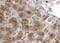 Caseinolytic Mitochondrial Matrix Peptidase Proteolytic Subunit antibody, STJ70328, St John