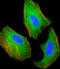 TSC Complex Subunit 2 antibody, LS-B11230, Lifespan Biosciences, Immunofluorescence image 