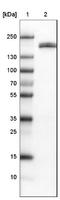 Podocalyxin Like antibody, NBP2-52904, Novus Biologicals, Western Blot image 