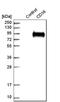 CD36 Molecule antibody, HPA002018, Atlas Antibodies, Western Blot image 