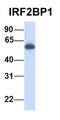 Interferon Regulatory Factor 2 Binding Protein 1 antibody, orb330805, Biorbyt, Western Blot image 