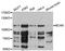 Brevican antibody, STJ111678, St John